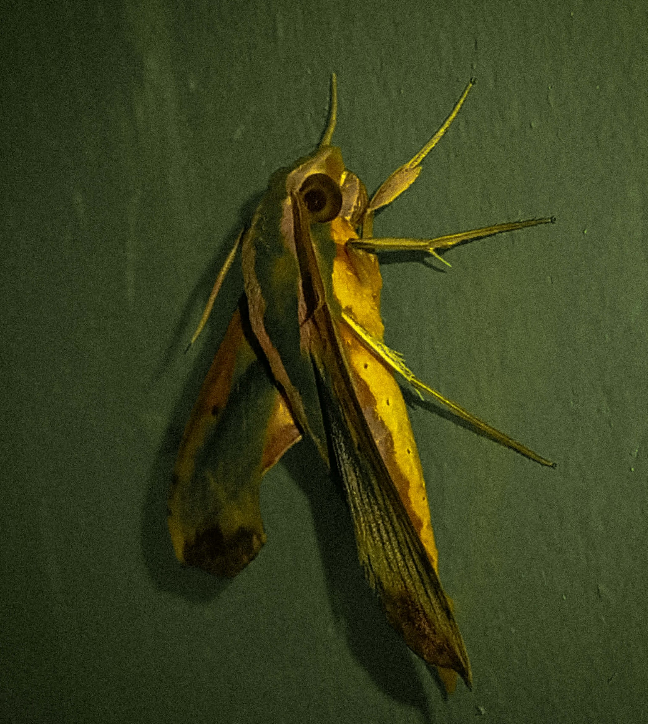 Nature photo 4